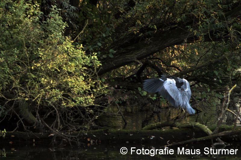 2016-11-04 Vogels (5631) Maastricht met Maja.jpg